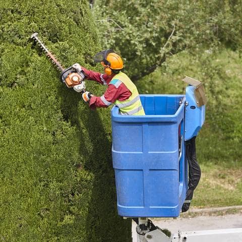 Tree Work