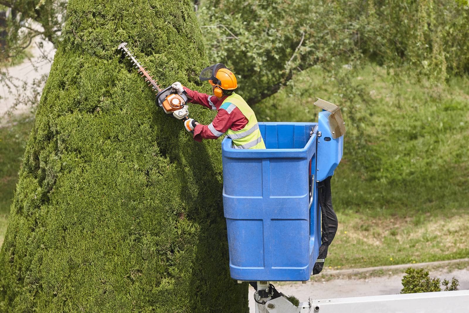 Tree Work